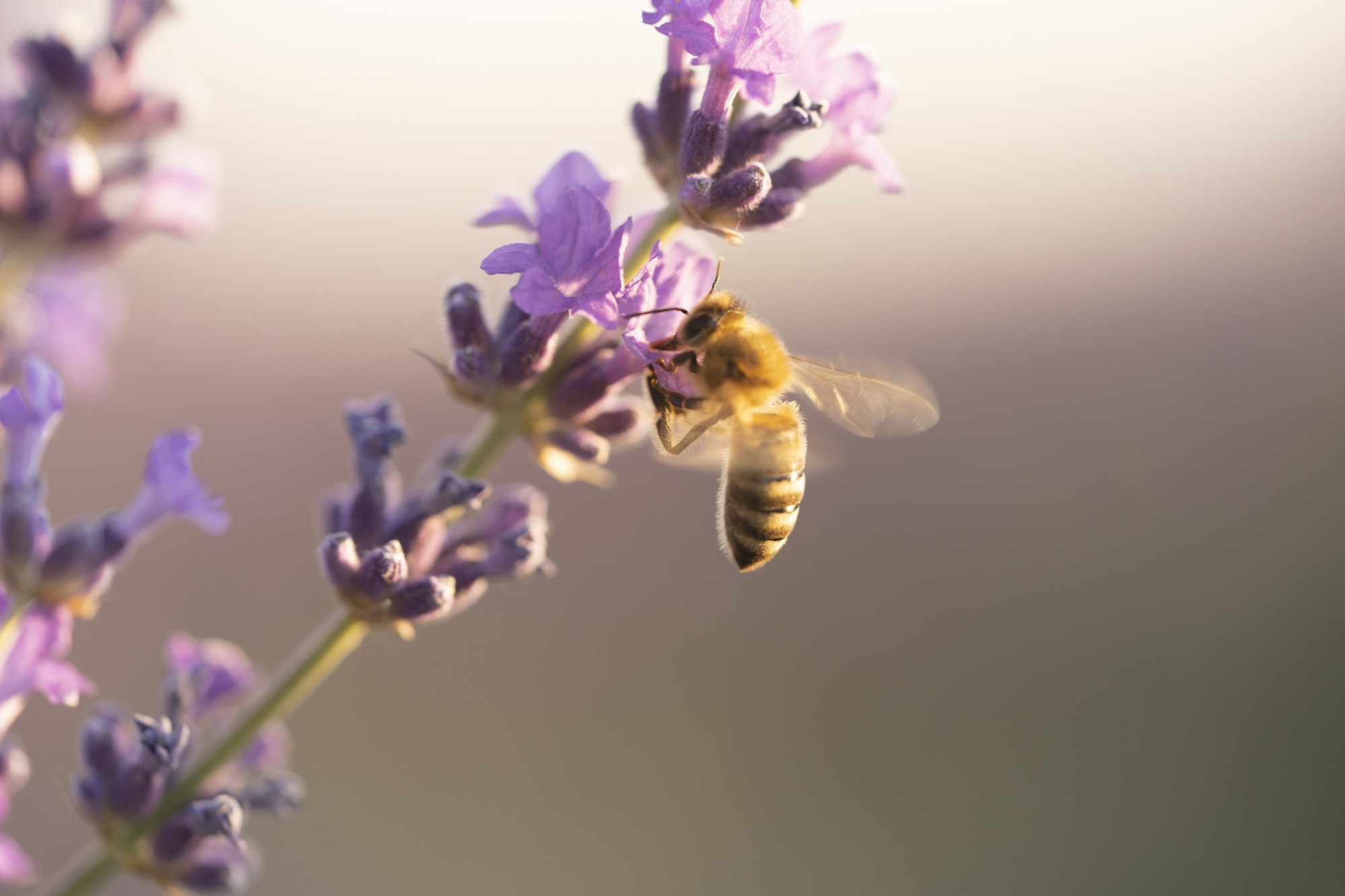 beautiful-lavender-field-background