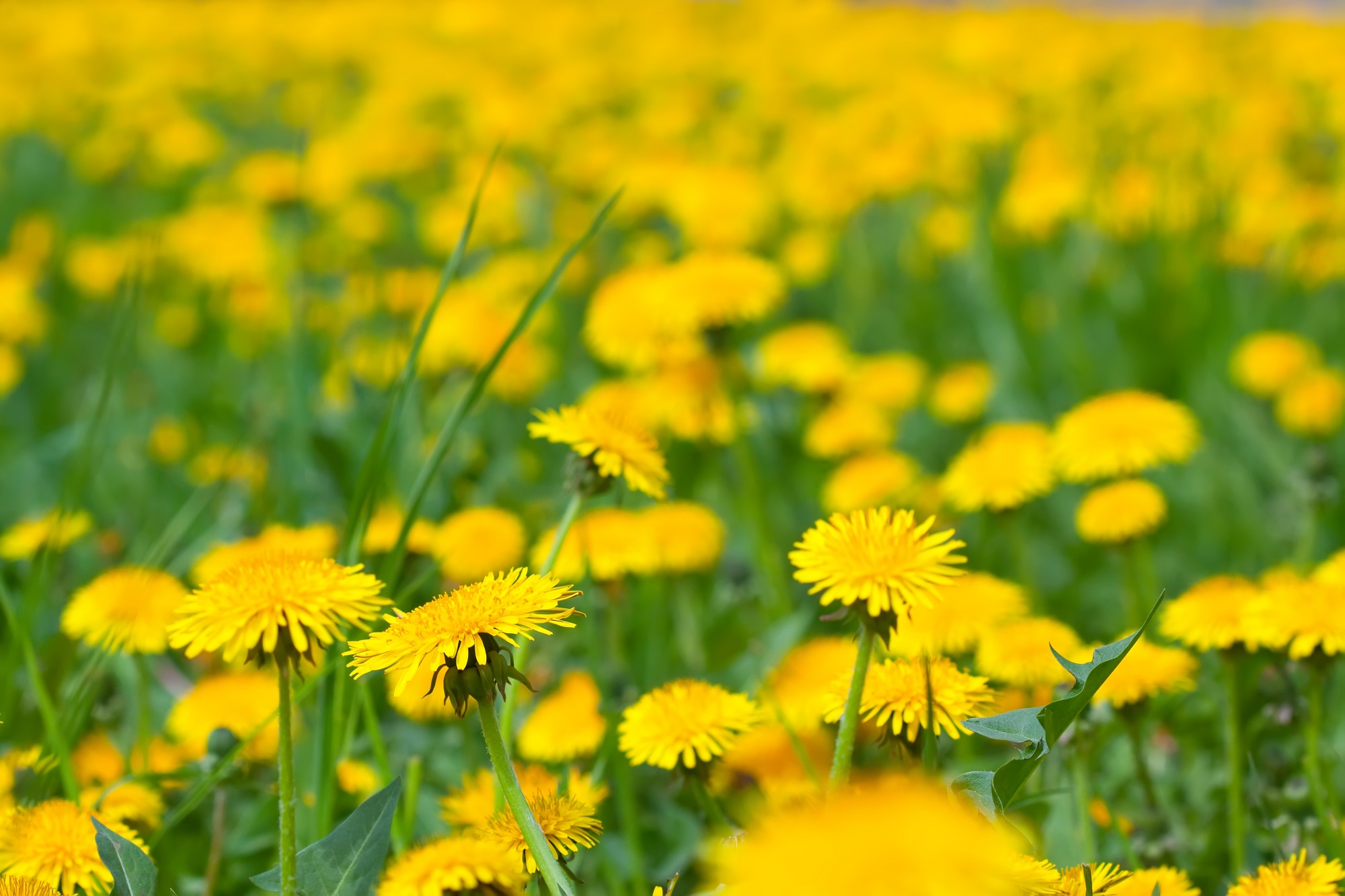 close-up-dandelion-meadow