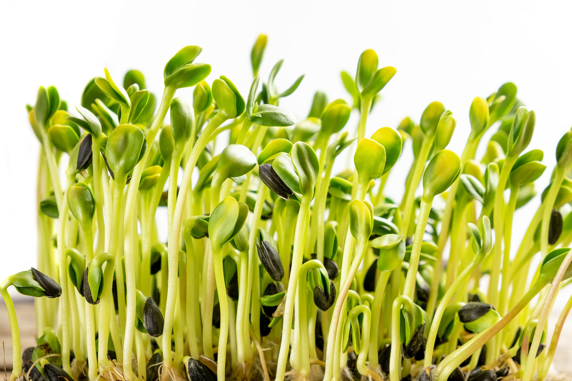 micro-greens-germinated-sunflower-seeds-close-up